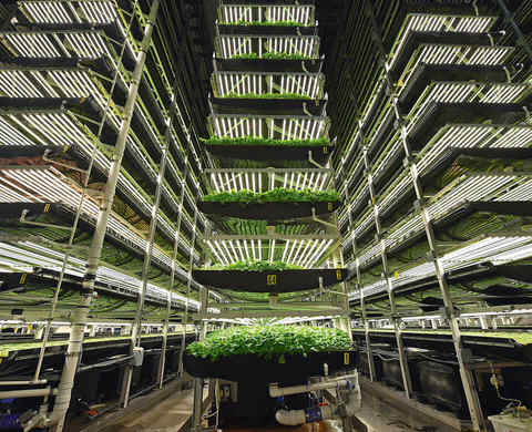 Vertical farms on the rise